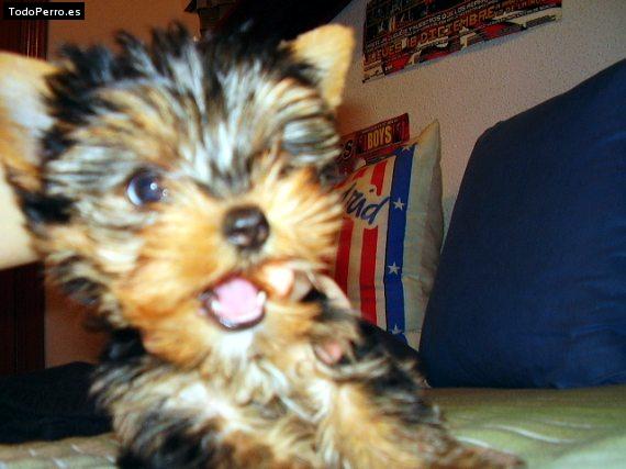 La foto del perro Kuky Foto del perro Kuky