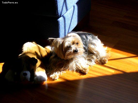 La foto del perro Sweet Foto del perro Sweet