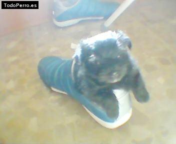 Foto del perro Tano