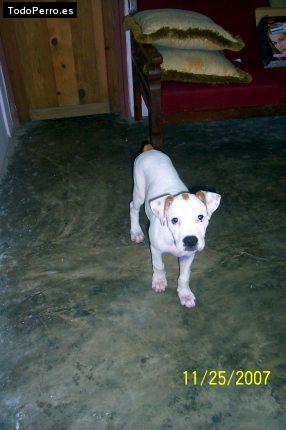 La foto del perro Lisa Foto del perro Lisa