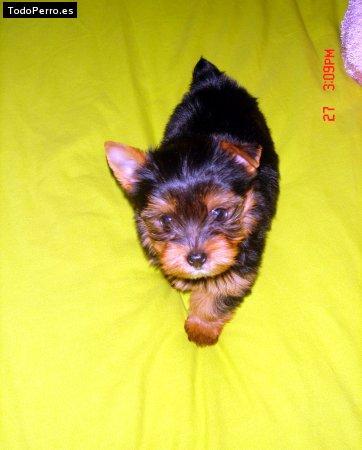 La foto del perro Ruyna Foto del perro Ruyna