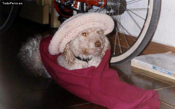 Foto del perro Heavy