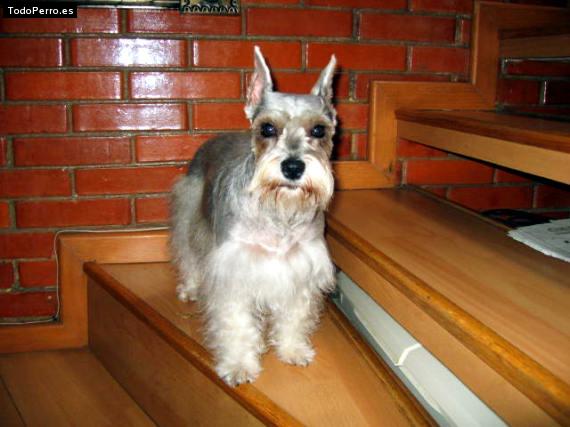 La foto del perro Chanel Foto del perro Chanel