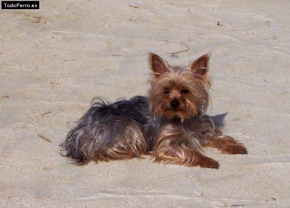 La foto del perro Lua Foto del perro Lua