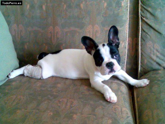 La foto del perro Pirata Foto del perro Pirata