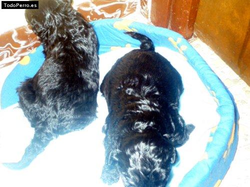 La foto del perro Gina y luna Foto del perro Gina y luna