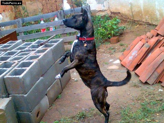 Foto del perro Iria