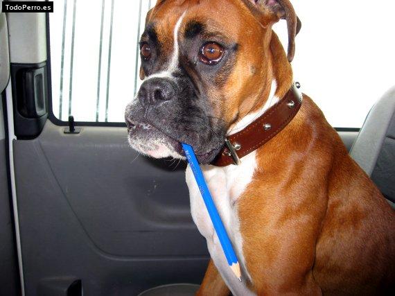 La foto del perro Katy Foto del perro Katy