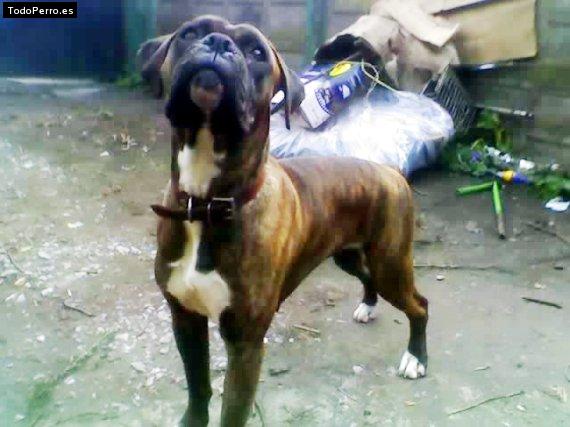 La foto del perro Wanda Foto del perro Wanda