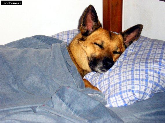 Foto del perro Jhona