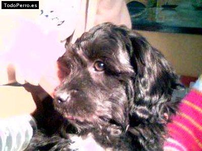 Foto del perro Tom