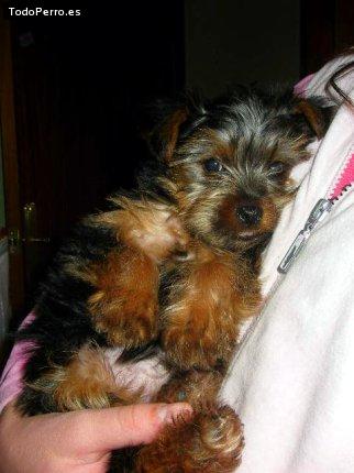 Foto del perro Toby