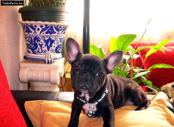 La foto del perro Poper Foto del perro Poper