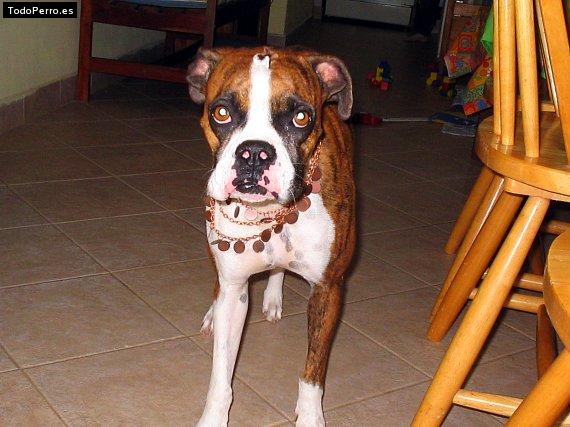 La foto del perro Reina Foto del perro Reina