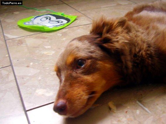 La foto del perro Ciruelita Foto del perro Ciruelita