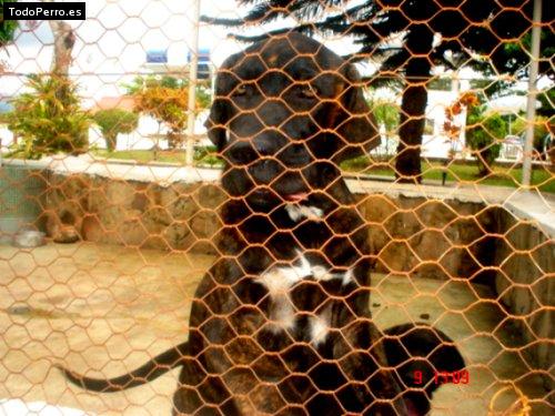 La foto del perro Chakira Foto del perro Chakira