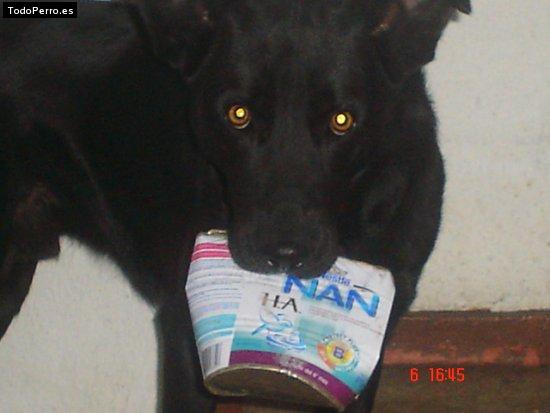 La foto del perro Ringo Foto del perro Ringo