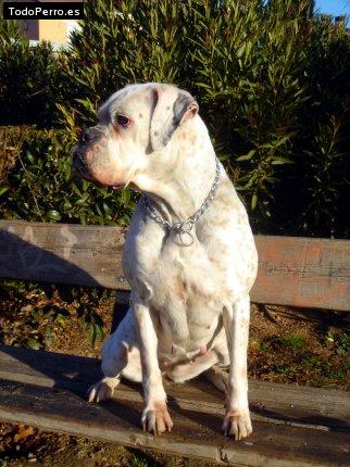 La foto del perro Leya Foto del perro Leya
