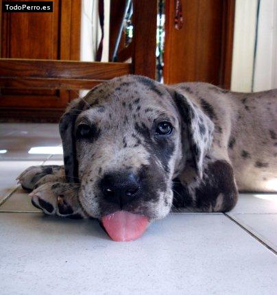 Foto del perro Bruce