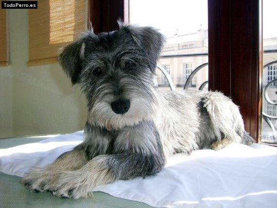 La foto del perro Jara Foto del perro Jara