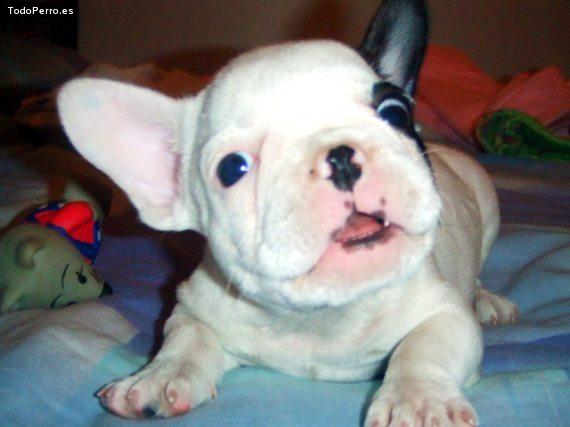 La foto del perro Minnie Foto del perro Minnie