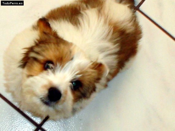 Foto del perro Moshi