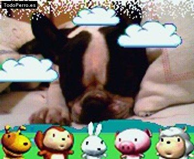 La foto del perro Josuith Foto del perro Josuith