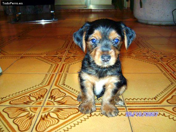 Foto del perro Kimey