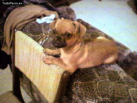 La foto del perro Rocket Foto del perro Rocket