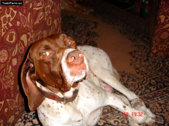 La foto del perro Gardel Foto del perro Gardel
