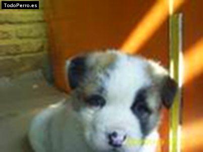 Foto del perro Sasha