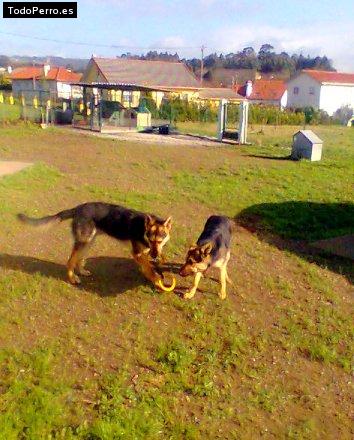La foto del perro Rex y taia Foto del perro Rex y taia