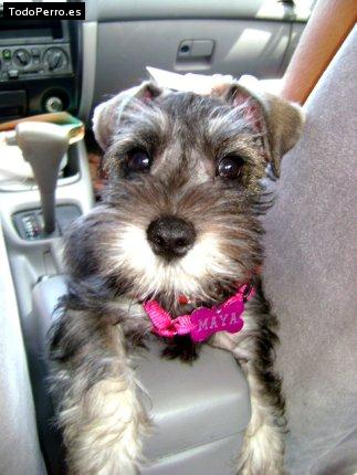 La foto del perro Maya Foto del perro Maya