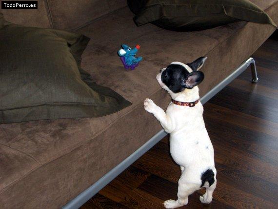 La foto del perro Hulk Foto del perro Hulk