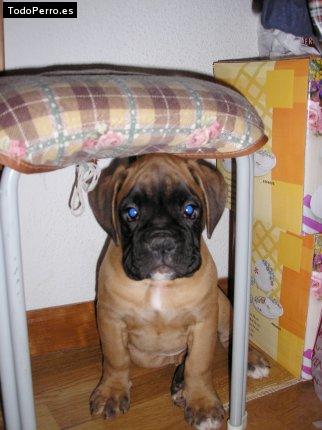 La foto del perro Iker Foto del perro Iker