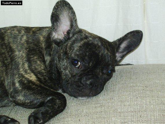 La foto del perro Layla Foto del perro Layla