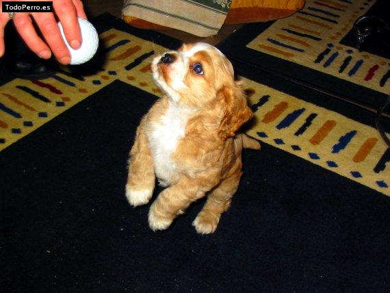 Foto del perro Martin