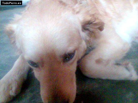 La foto del perro Renato Foto del perro Renato