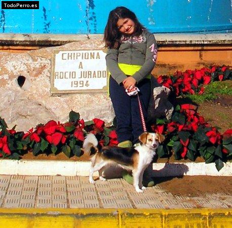 Foto del perro Missy