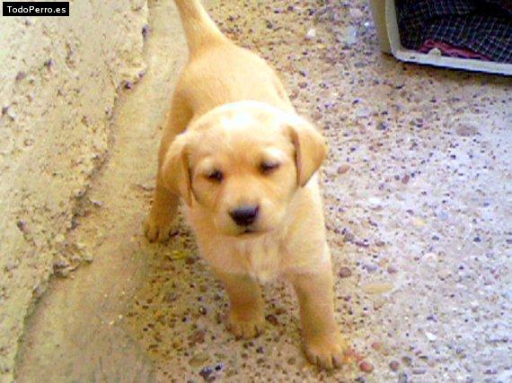 La foto del perro Melody Foto del perro Melody