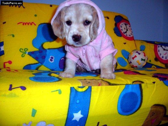 La foto del perro Pequita Foto del perro Pequita