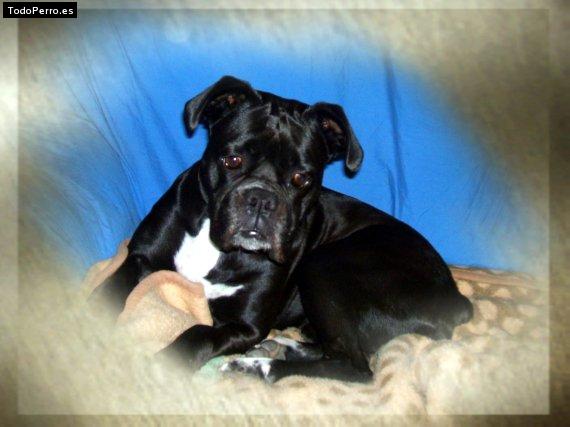 La foto del perro Lana Foto del perro Lana