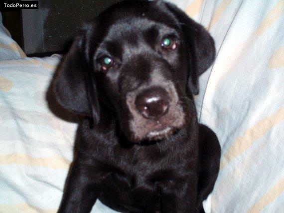 Foto del perro Tomas