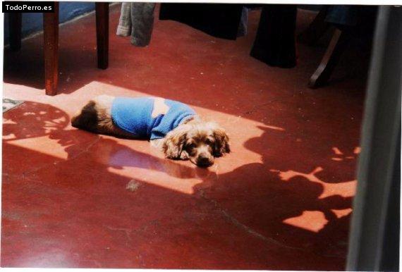La foto del perro