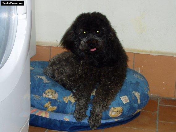 Foto del perro Coco