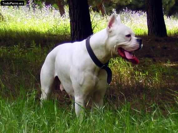 La foto del perro Remok Foto del perro Remok