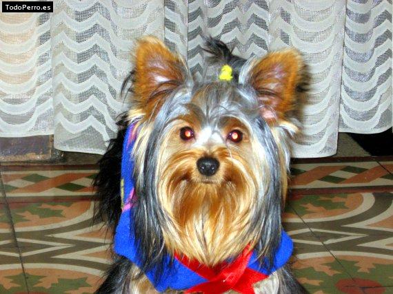 La foto del perro Gioco Foto del perro Gioco