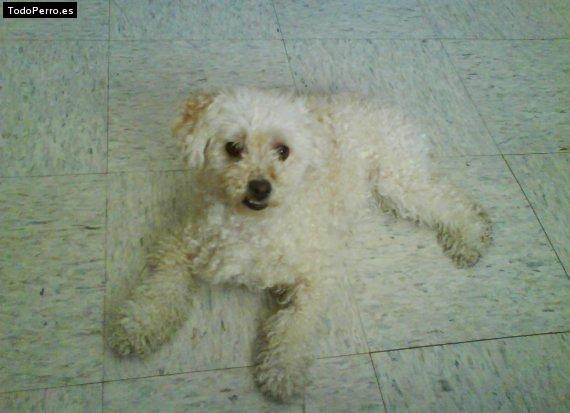 La foto del perro Chiquis Foto del perro Chiquis