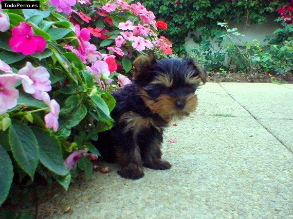 La foto del perro Martina Foto del perro Martina