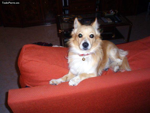 La foto del perro Rony Foto del perro Rony